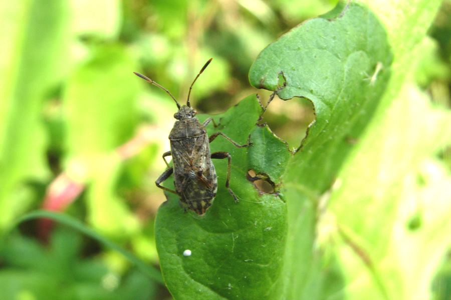 Closterotomus & Co. (Heteroptera)